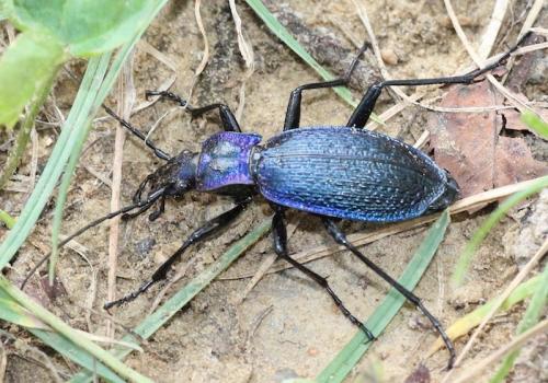 Réf. 273 952 : Carabus intricatus